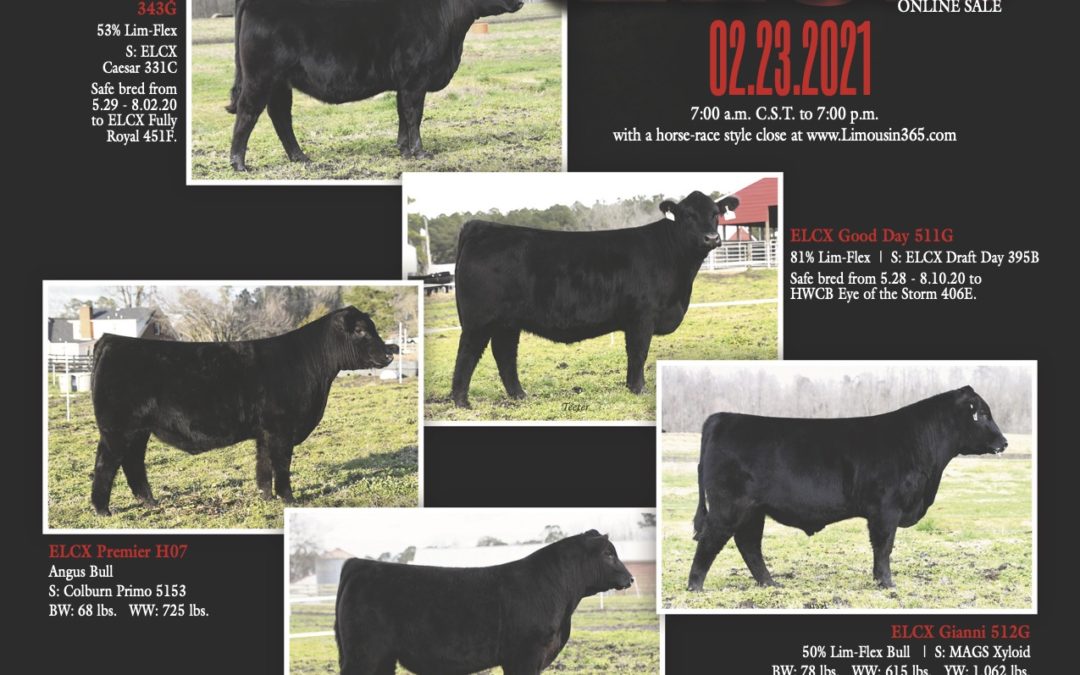 ELCX Bull & Bred Female Online Sale 2.23.2021