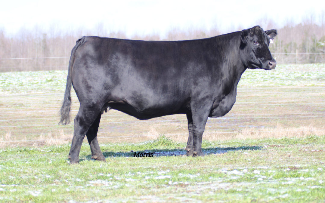 AUTO Sherri 227S