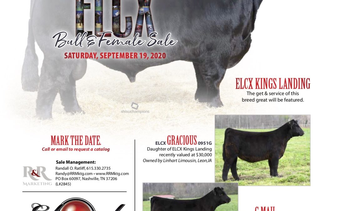 ELCX Bull & Female Sale