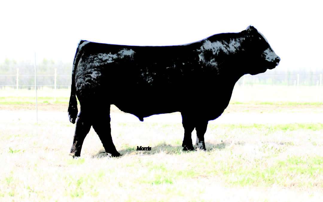 BOHI Top Dollar 7144T