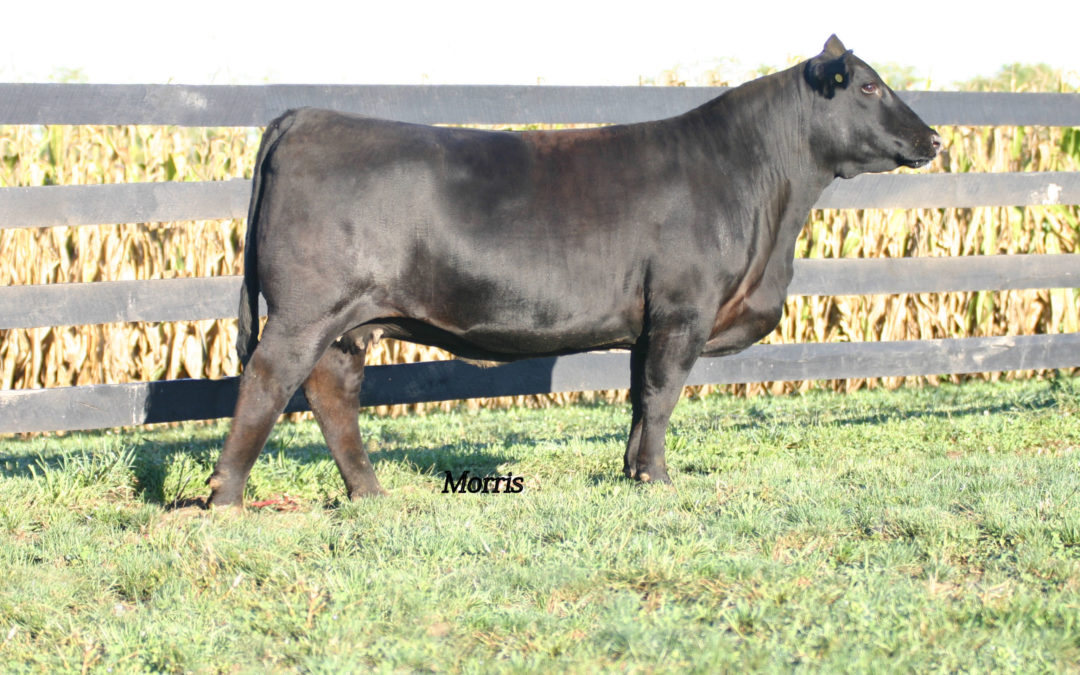 RVDR Wynona 519W