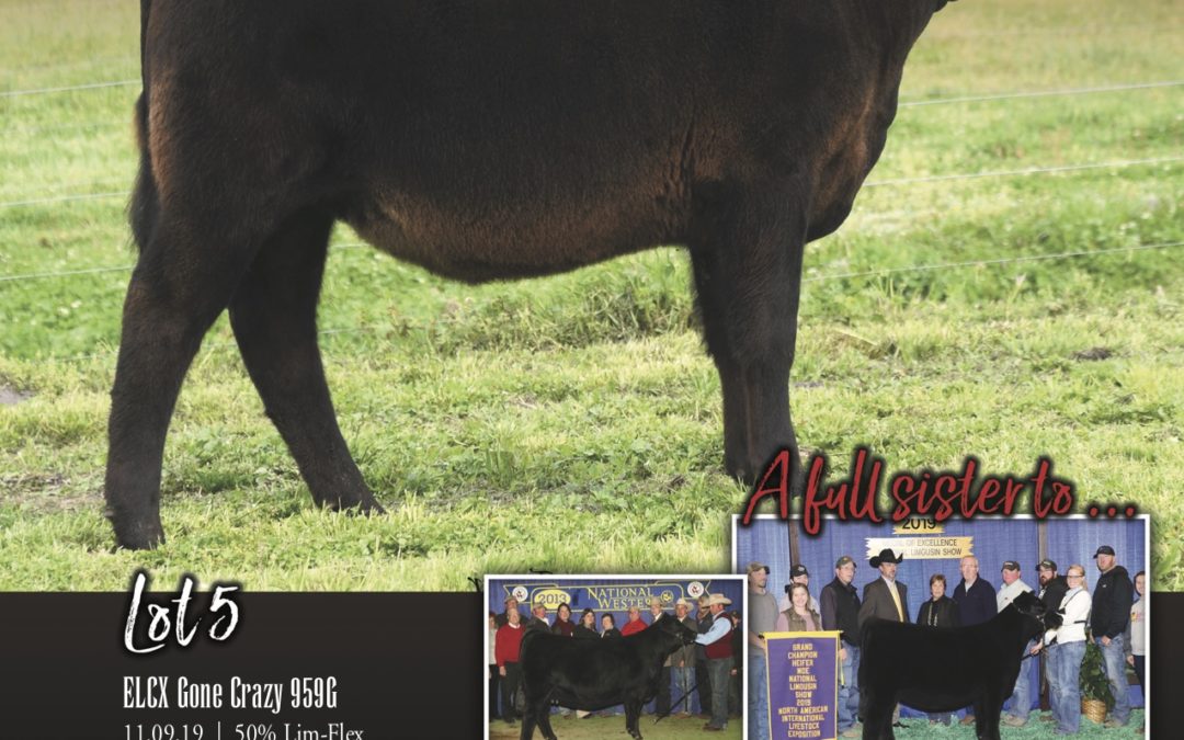 2020 ELCX Spring II Online Sale – Full Sibling to 2019 NAILE Grand Champion