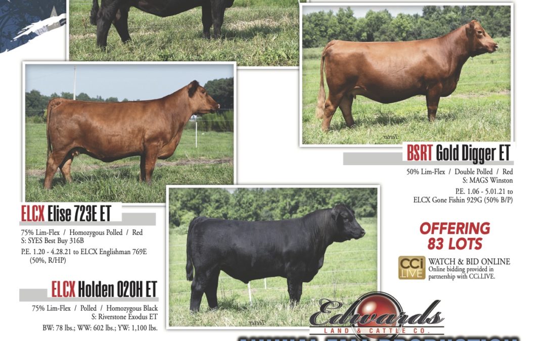 ELCX Annual Fall Production Bull & Female Sale 9.11.2021