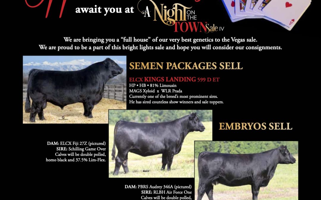 Edwards Land & Cattle  – A Night on the Town Sale IV, 12.11.2021
