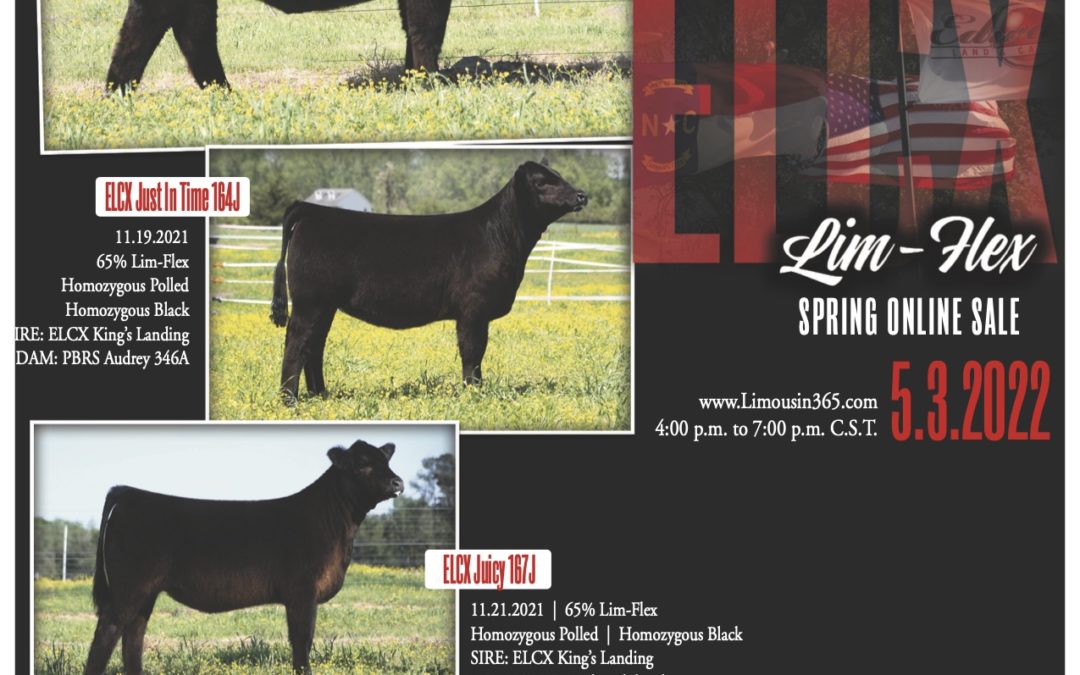 Edwards Land & Cattle Co. Spring Show Heifer Online Sale 5.3.2022