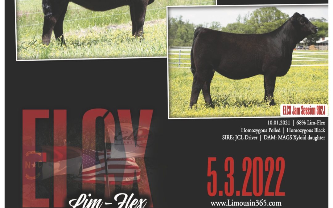 Edwards Land & Cattle Co. Spring Show Heifer Online Sale 5.3.2022