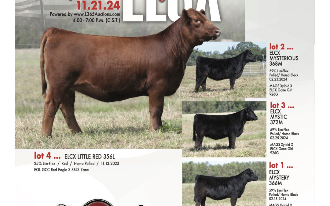Edwards Land & Cattle Show Heifer & Female Online Sale